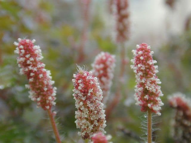 Cardinal’s Feather Acalypha radians