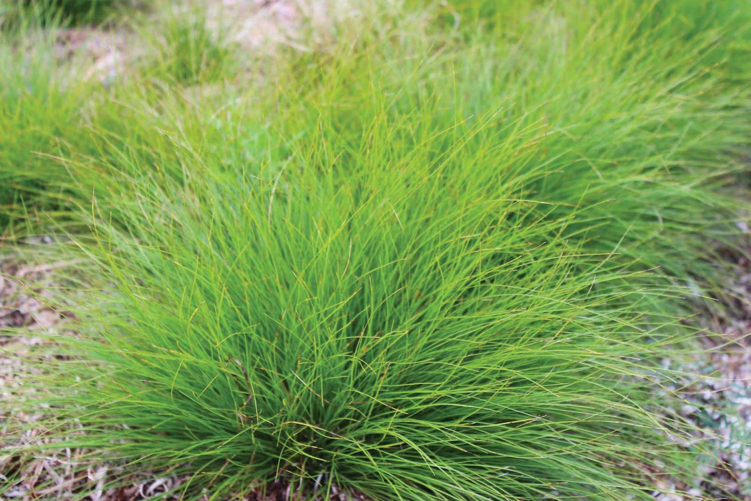 Cedar Sedge Carex planostachys